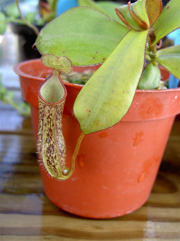 Nepenthes adnata